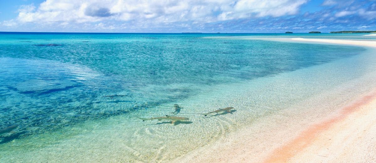 Requins à pointe noire dans les eaux peu profondes devant la plage