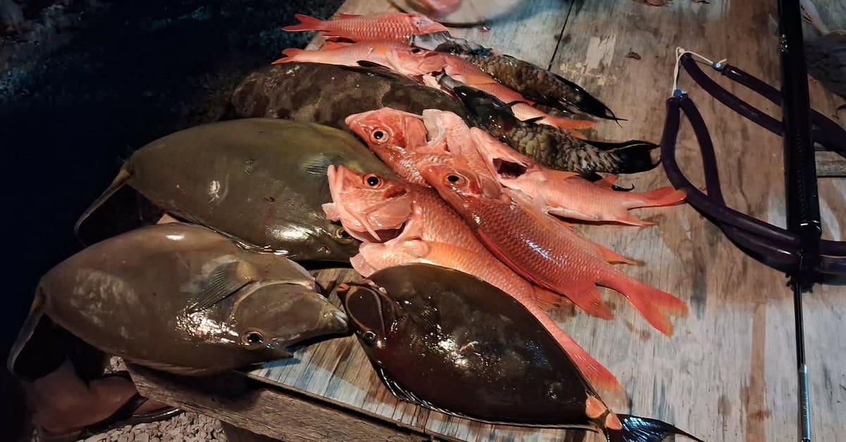 La pêche du jour : poissons du lagon
