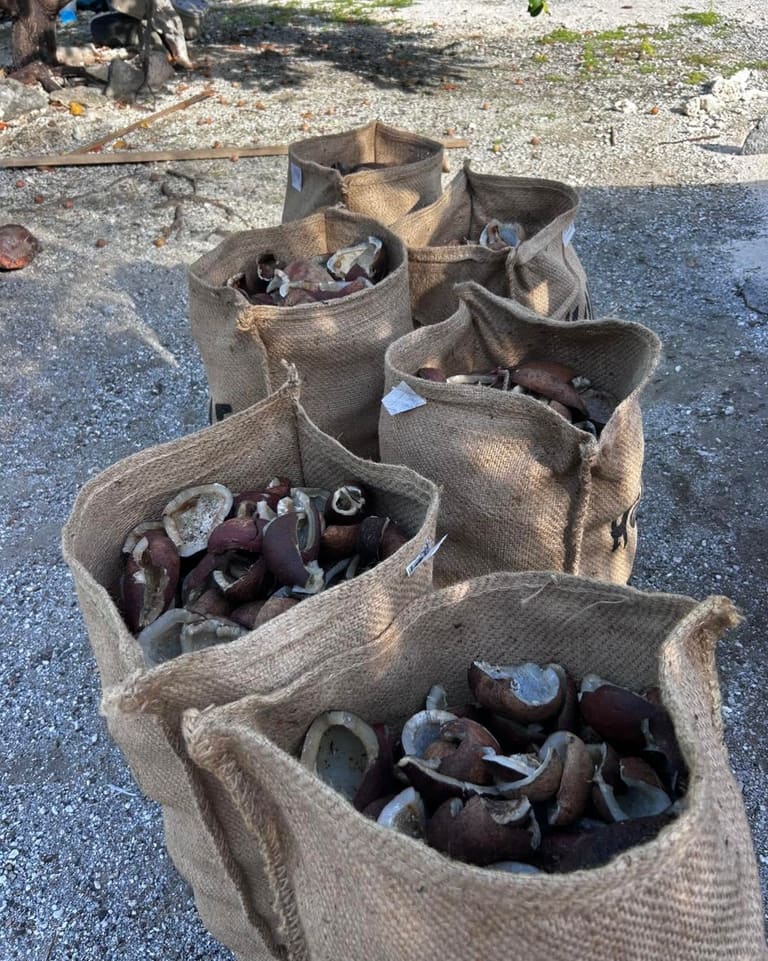 Des sacs de maoa fraîchement ramassés