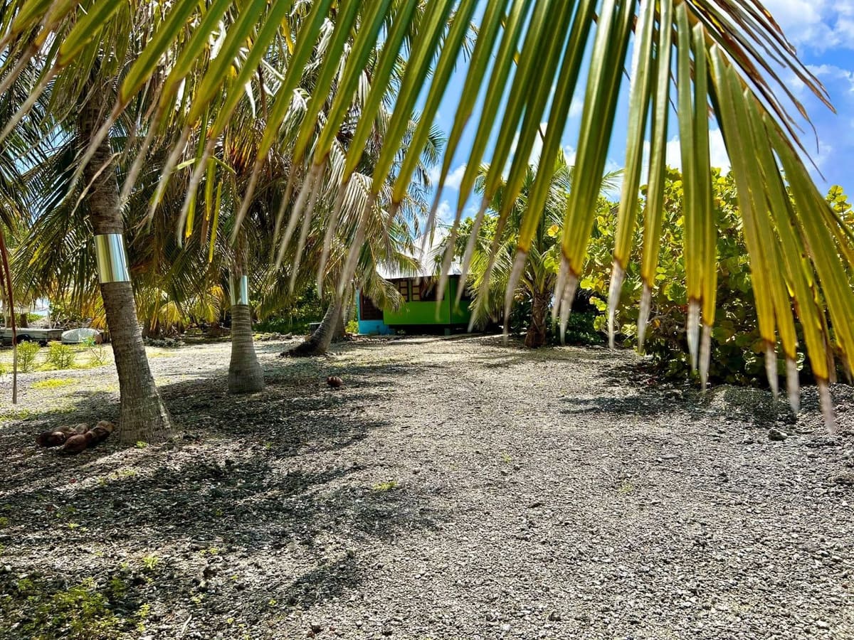 Sentier sous les cocotiers, dans les terres du motu