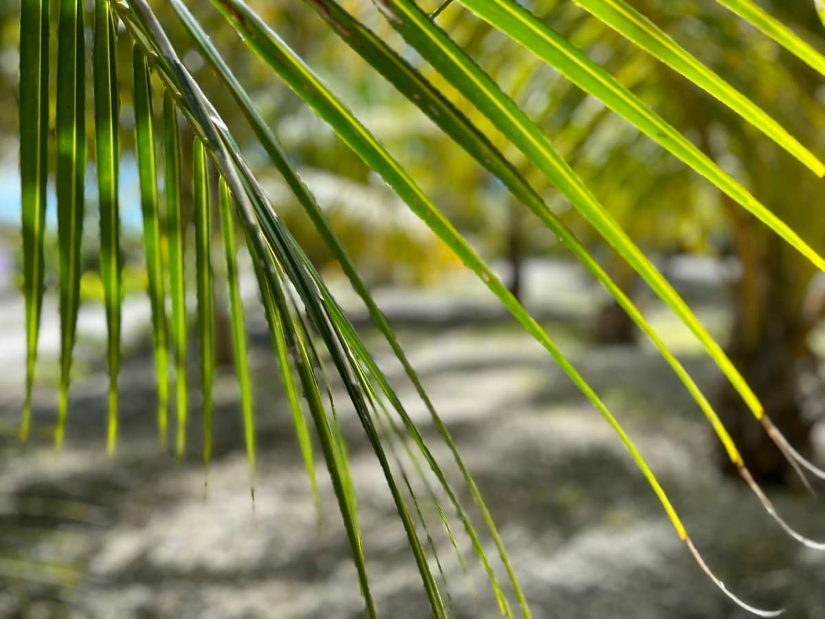 Palmes de cocotier dans la lumière
