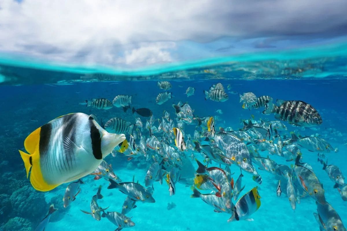 Poissons tropicaux en snorkeling