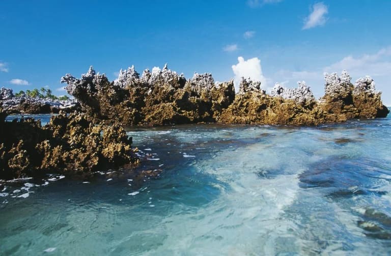 Les coraux levés de l’île aux récifs