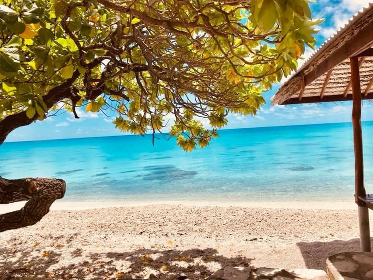Les arbres penchés au-dessus du lagon