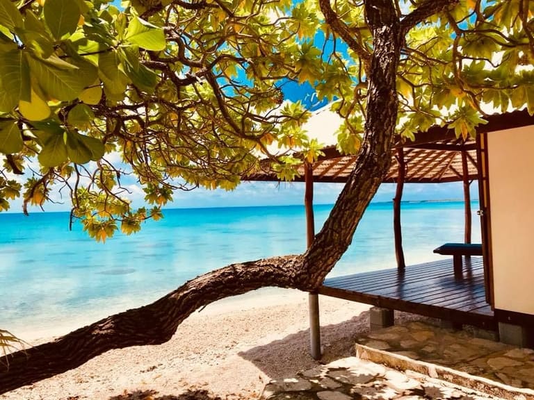 Une terrasse à l’ombre d’un arbre, face au lagon