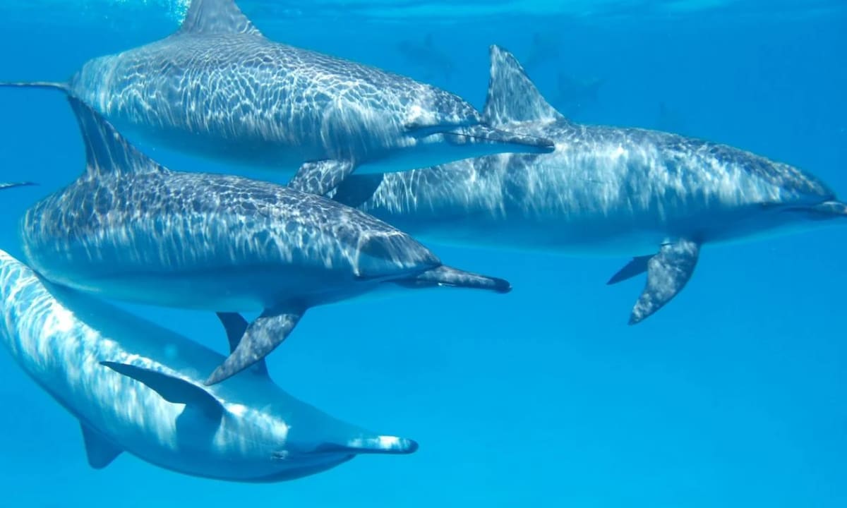Un groupe de dauphins glissant dans l’eau claire du lagon